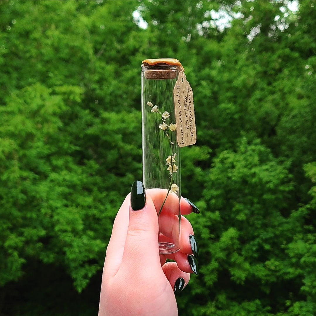 Lily of the Valley Specimen Vials