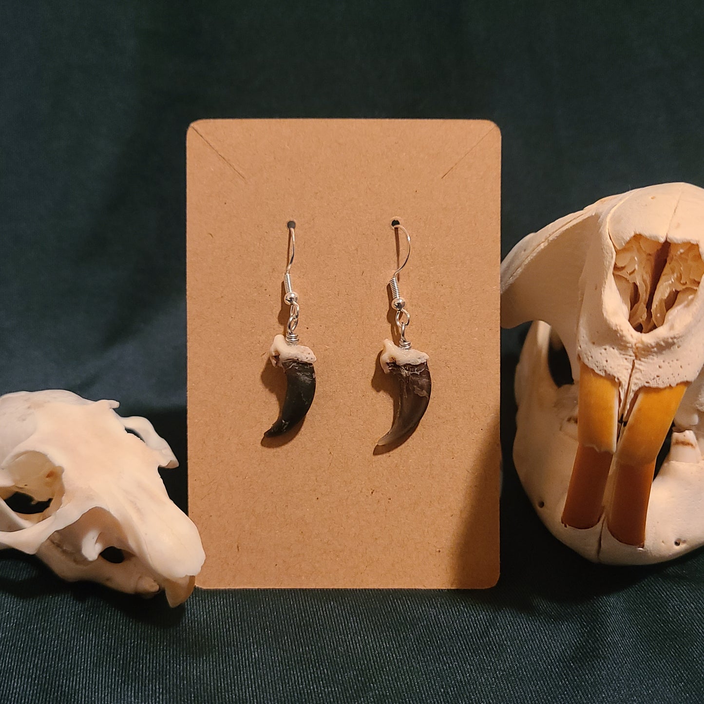 Coyote Claw Earrings