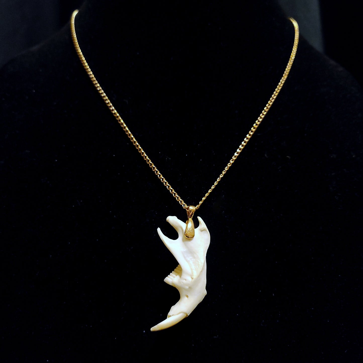Muskrat Jaw Pendant Necklace